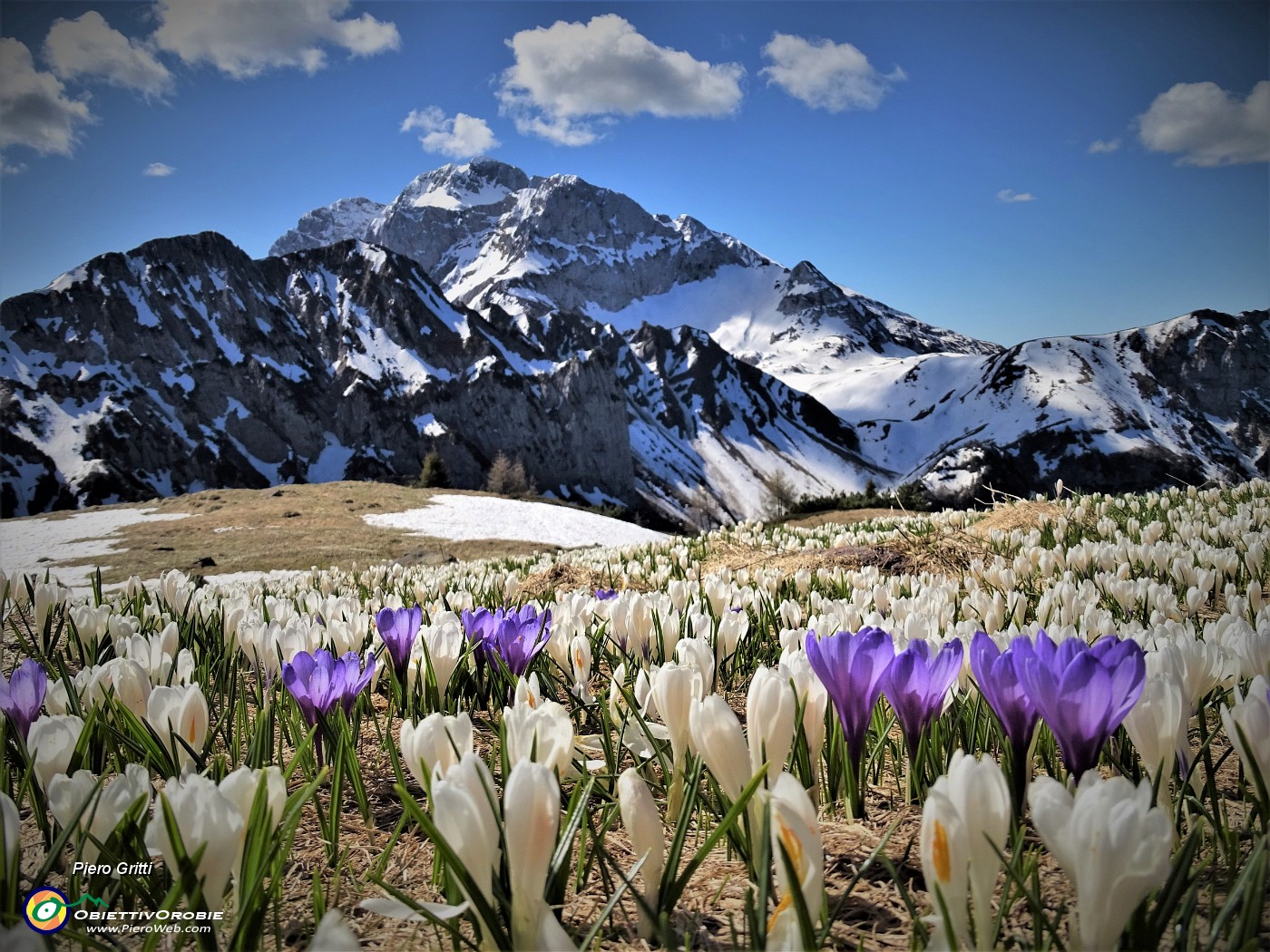 01 Distese di Crocus vernus sui pascoli del Monte Campo con vista verso gli innevati Corno Branchino, Corna Piana e  Arera.JPG